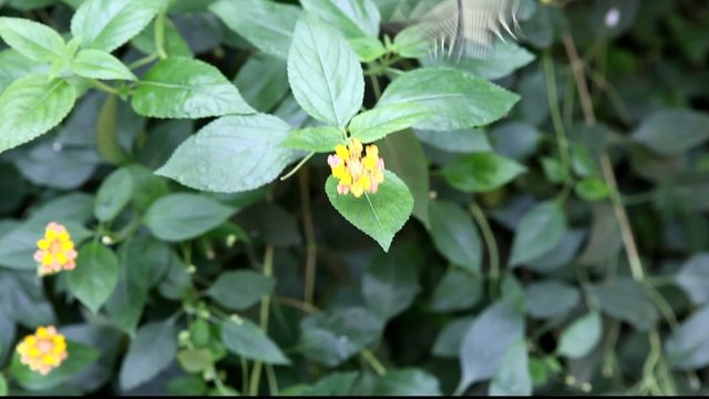 papillon z&egrave;bre
