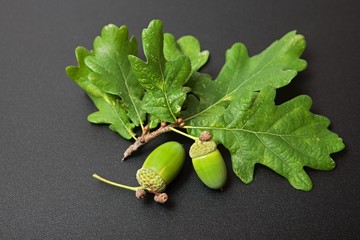 Green acorn