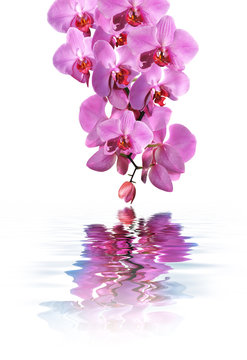 Baln&eacute;oth&eacute;rapie et Orchid&eacute;e