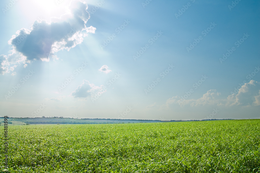 Wall mural green grass and blue cloudy sky