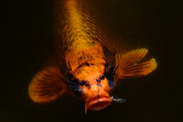 Koi