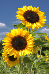 Fototapeta premium Sonnenblumen