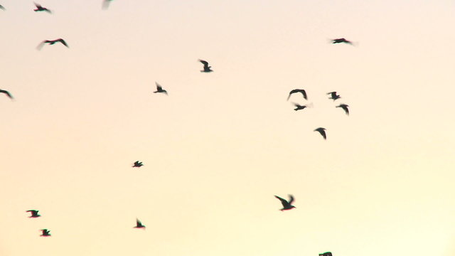 Seagulls flying at dusk