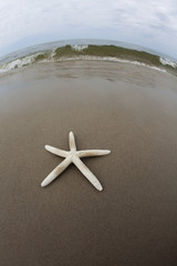 Shell on a nice sandy beach