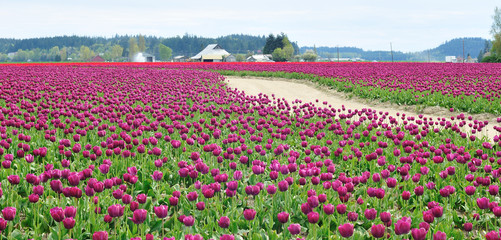 Dirt Road in the tulip field