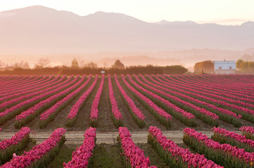 Sunrise over the red tulip field