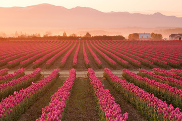 Rows of Red Tulips