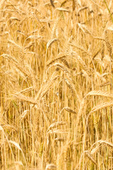Wheat field