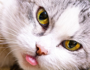 beautiful cat's face