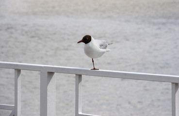 Single Seagull on Metal Rail