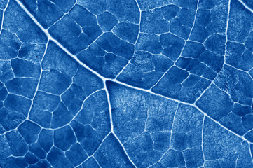 closeup plant texture background