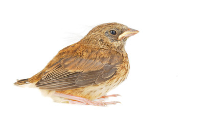 Isolated baby sparrow