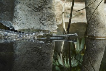Indian gavial, a critically endangered species
