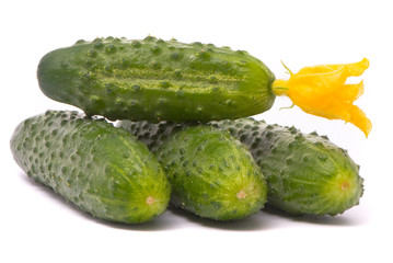 Fresh cucumbers with flower. Macro shot. Studio white background