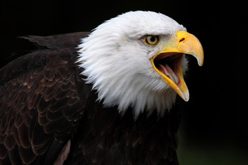 Bald eagle