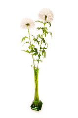 Chrysanthemum (mums) in green vase isolated on white