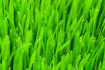 Fototapeta na wymiar Close up of green grass