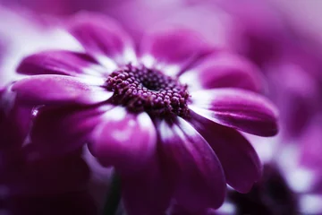 Store enrouleur Fleurs soft pink flower closeup