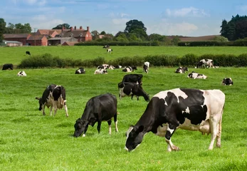 Photo sur Plexiglas Vache Paysage de vache
