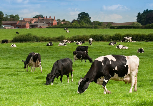 Cow Landscape