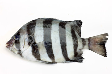 Oplegnathus fasciatus