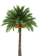 Naklejka premium Palm tree isolated on white background with clipping path