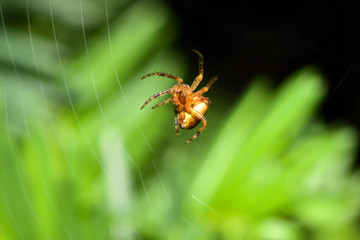 Female Cobweb Spider