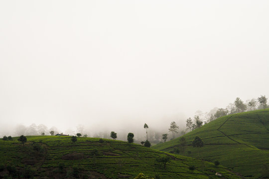 Hochland von Sri Lanka mit Teeplantagen im Nebel