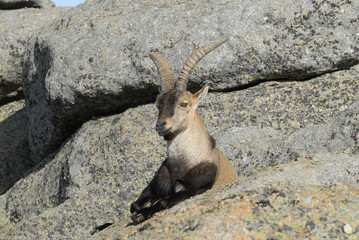 Cabra montés en Gredos