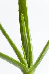 Obraz premium Aloe vera on white background