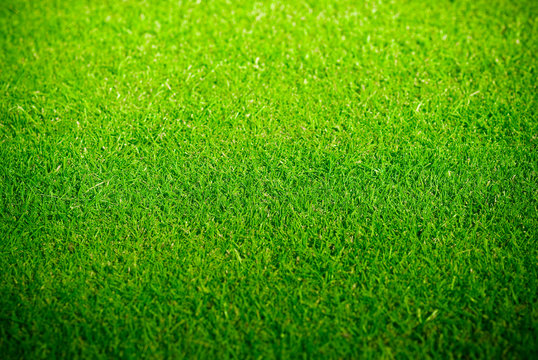 pelouse verte et tondue sur un golf - green