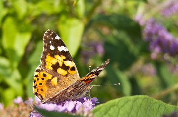 Fototapeta na wymiar farfalla