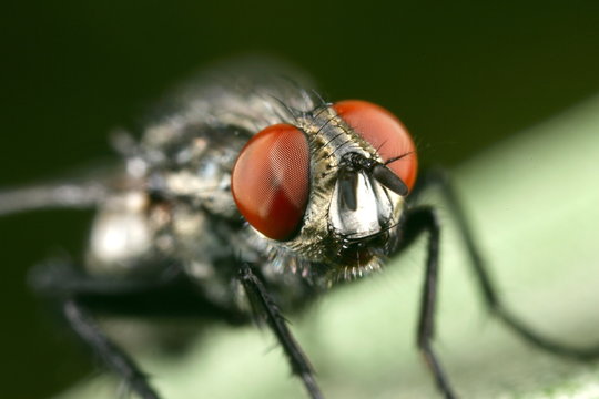 regard de mouche