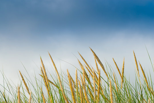 roseaux lande ou prairie et ciel bleu - &eacute;cologie