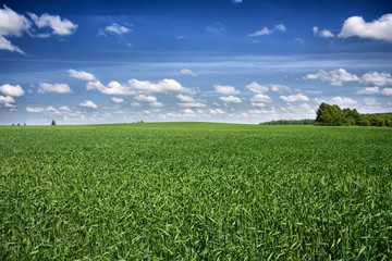 Fototapeta premium summer landscape