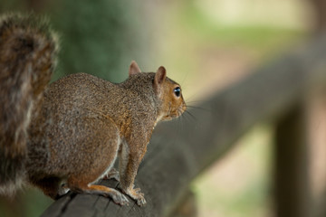 Scoiattolo