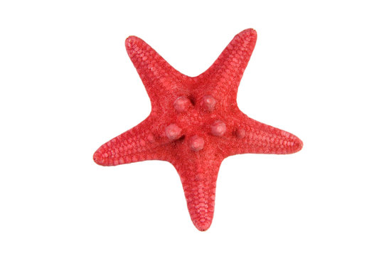 Closeup of a red starfish (isolated on white)