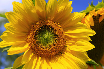 Obraz premium Sonnenblume