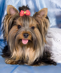 Cute Yorkshire terrier wearing a white dress