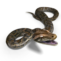 royal python