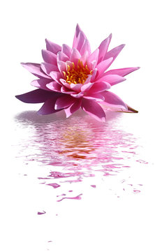 Fototapeta fleur de lotus