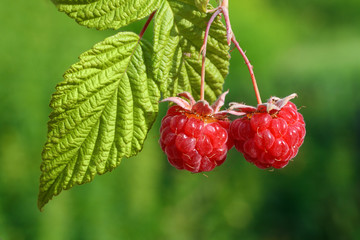 pair of raspberry with leaf