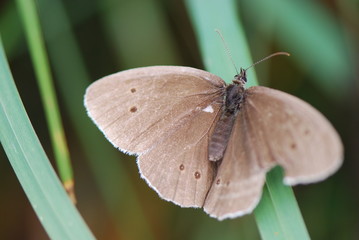 Schmetterling