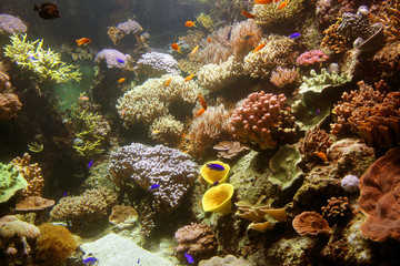 Naklejka na ściany i meble aquarium corail poisson mer océan poisson vie marine