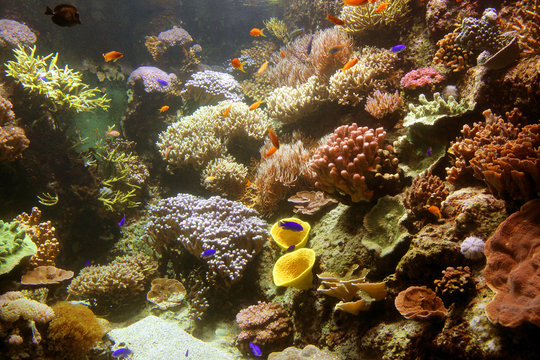 aquarium corail poisson mer océan poisson vie marine