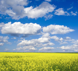 Naklejka premium rape field