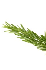 Rosemary green branch close up