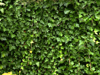 Ivy wall