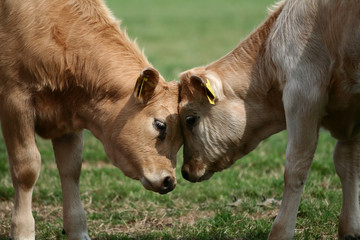 Fototapeta premium Kälbchen