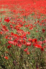 Fototapeta premium Red Poppies.